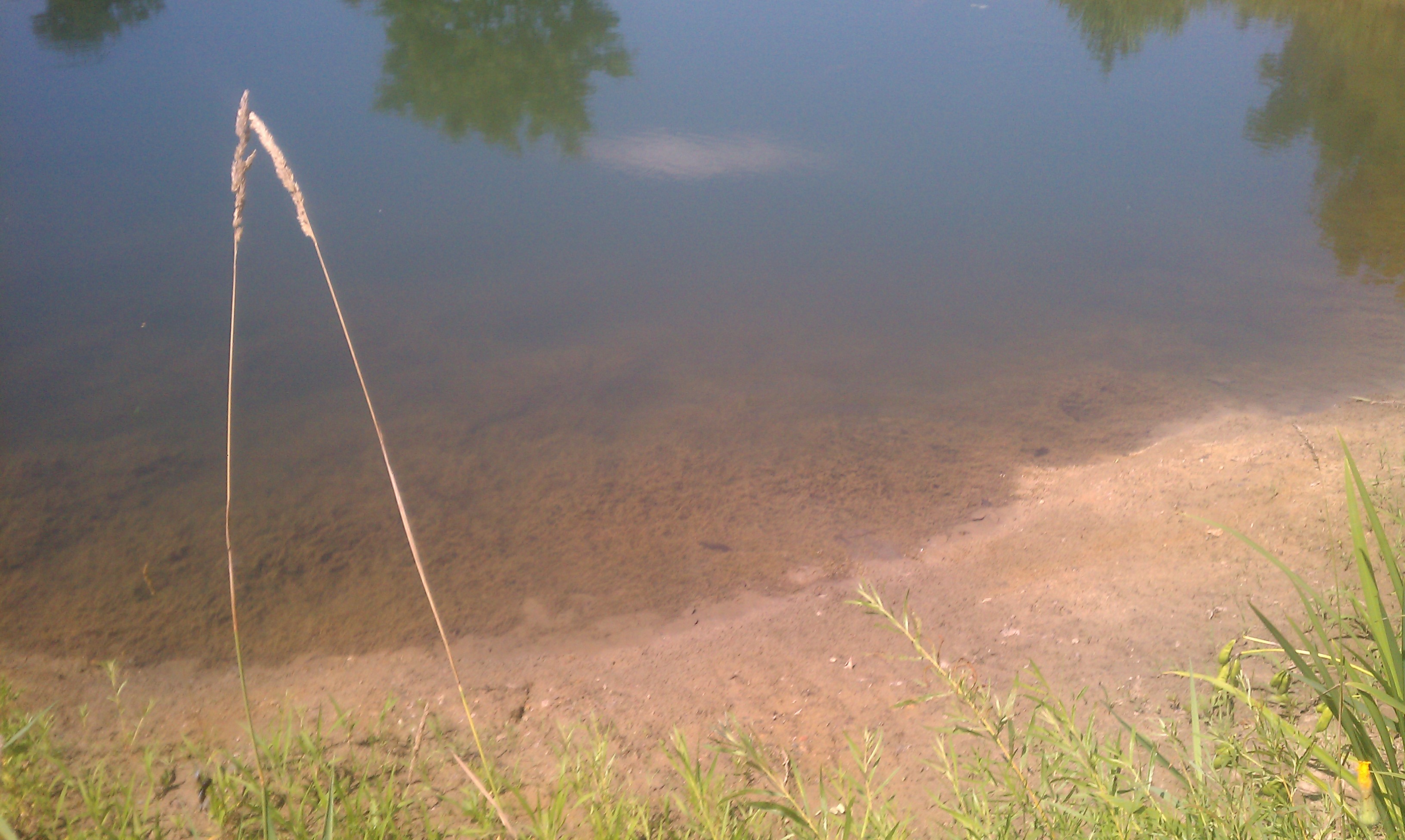 C Users Scott Pictures ponds a ponds 2010 williamston 2 williamston pond 2 (35)