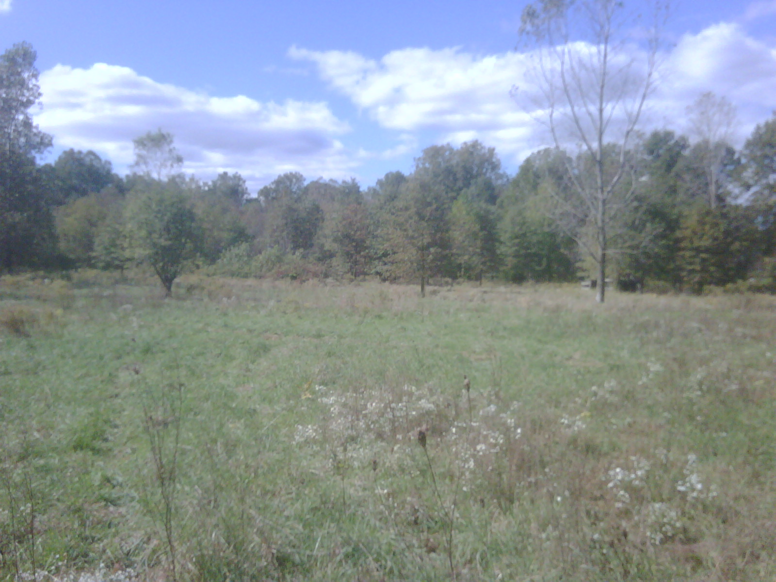 C Users Scott Pictures ponds a ponds 2010 willis pond (Mi pond contractor) in willis pond (11)