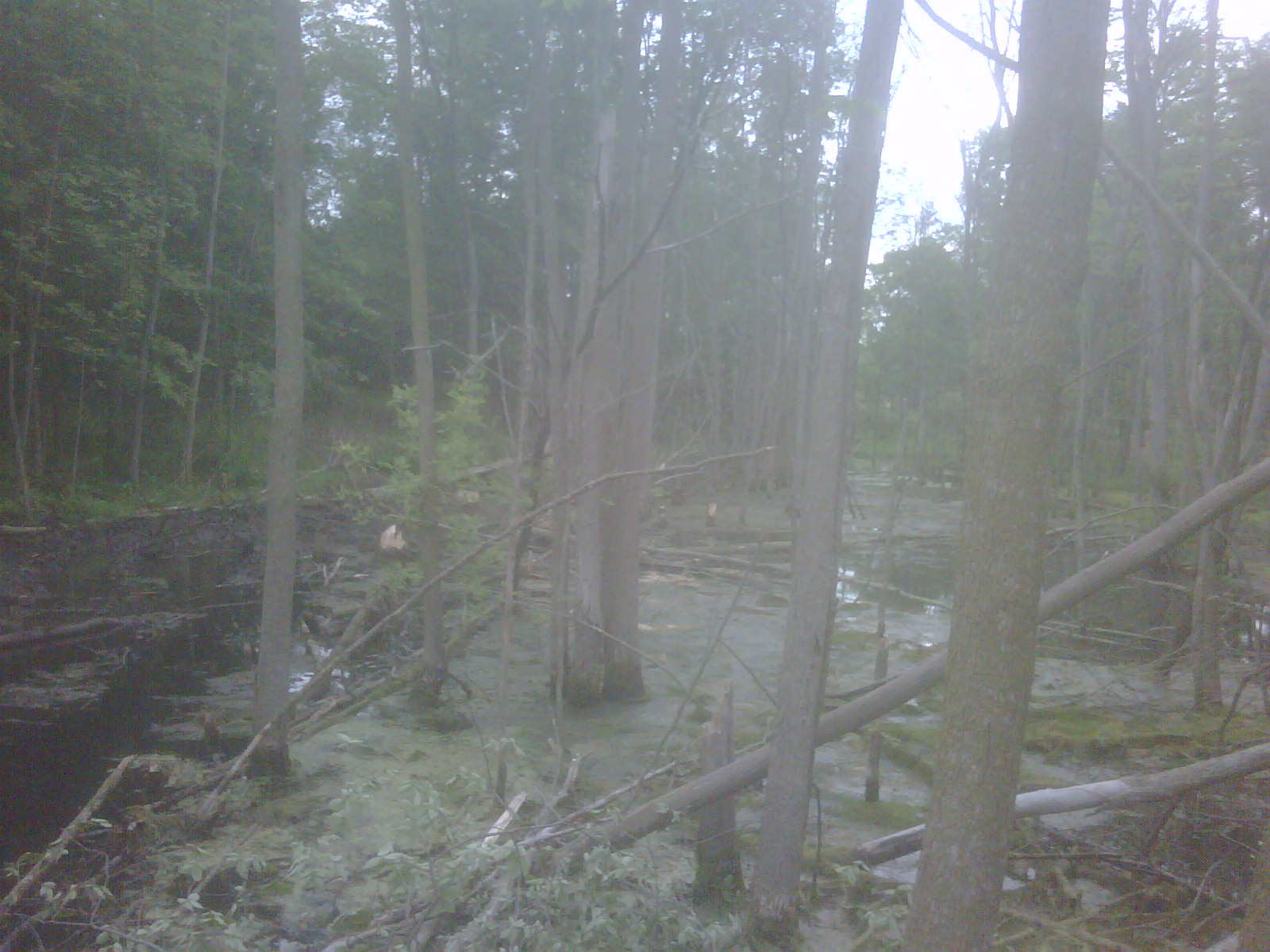 C Users Scott Pictures ponds a ponds 2011 ann arbor mikee pond 1 ann arbor pond 1 (43)