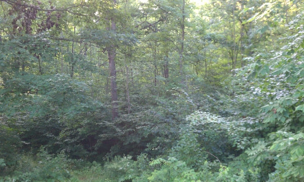 C Users Scott Pictures ponds a ponds 2011 harrison Harrison Liner pond install (2) resized 600