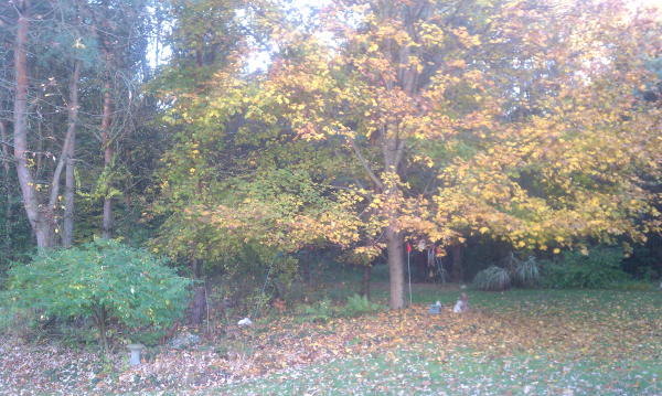 C Users Scott Pictures ponds a ponds 2011 ann arbor pond lake dig pond lake ann arbor mi (2) resized 600