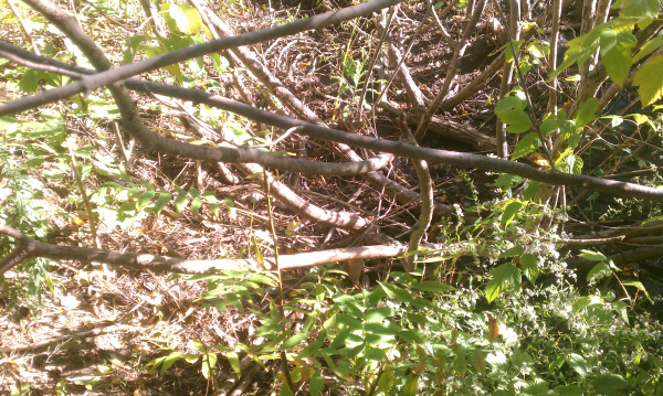 (N Ann Arbor) Michigan home owner assoc pond (7) resized 600