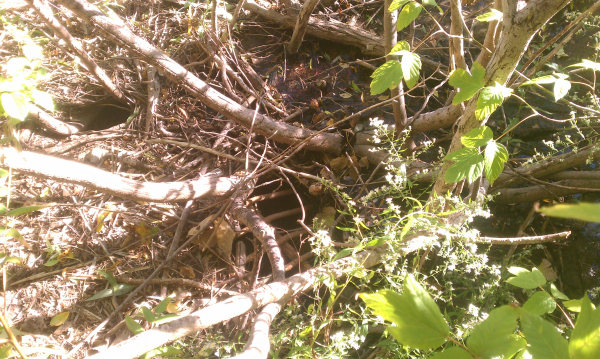 (N Ann Arbor) Michigan home owner assoc pond (8) resized 600