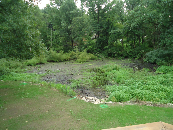 Fenton(N)  Michigan wetland pond Genesee county (3) resized 600