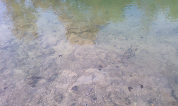 Hadley (N pond consultant Michigan (74) resized 600