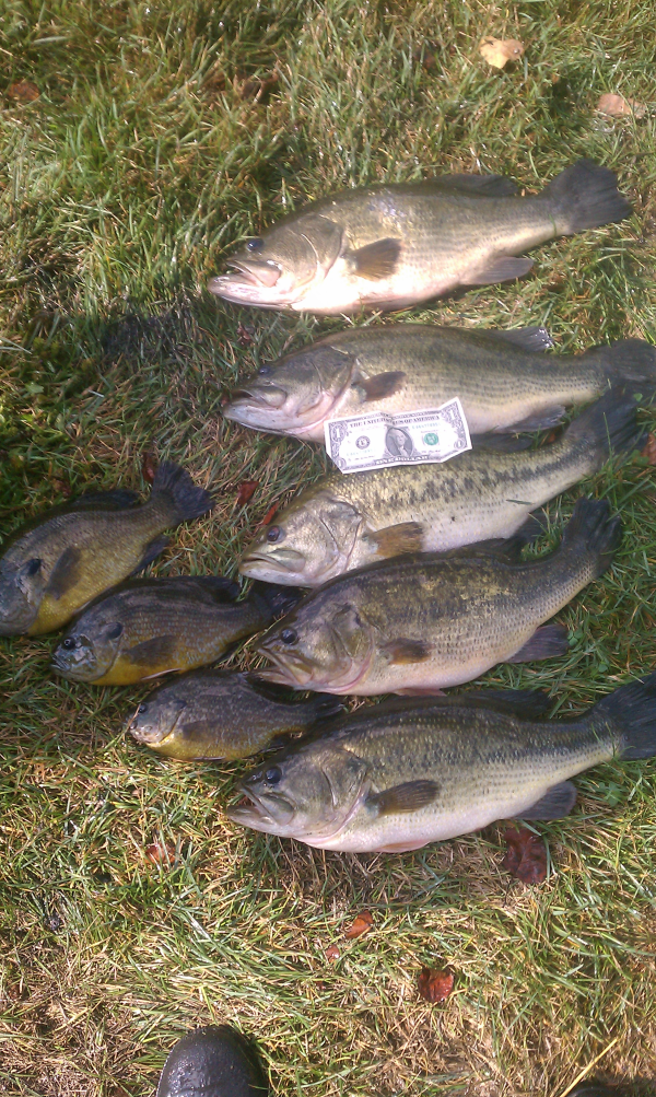 Williamston, Michigan Pond maintenance companies   Ingham county (71) resized 600