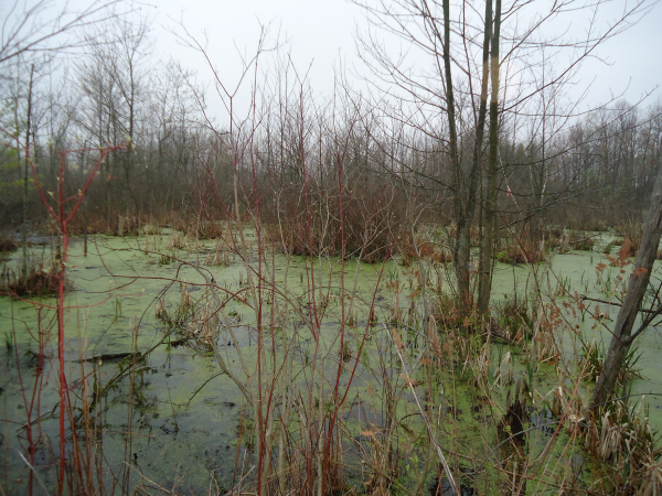 Lapeer (N) Mdeq pond permit help Michigan wetlands  (7) resized 600