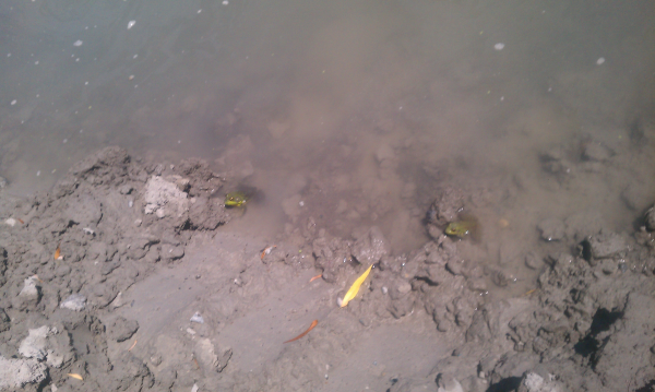 Williamston, Michigan Pond maintenance companies   Ingham county (25) resized 600