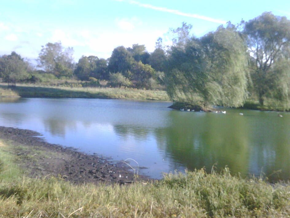 C  Users Scott Pictures ponds a ponds 2010 lapeer duck pond lapeer duck pond in (2)