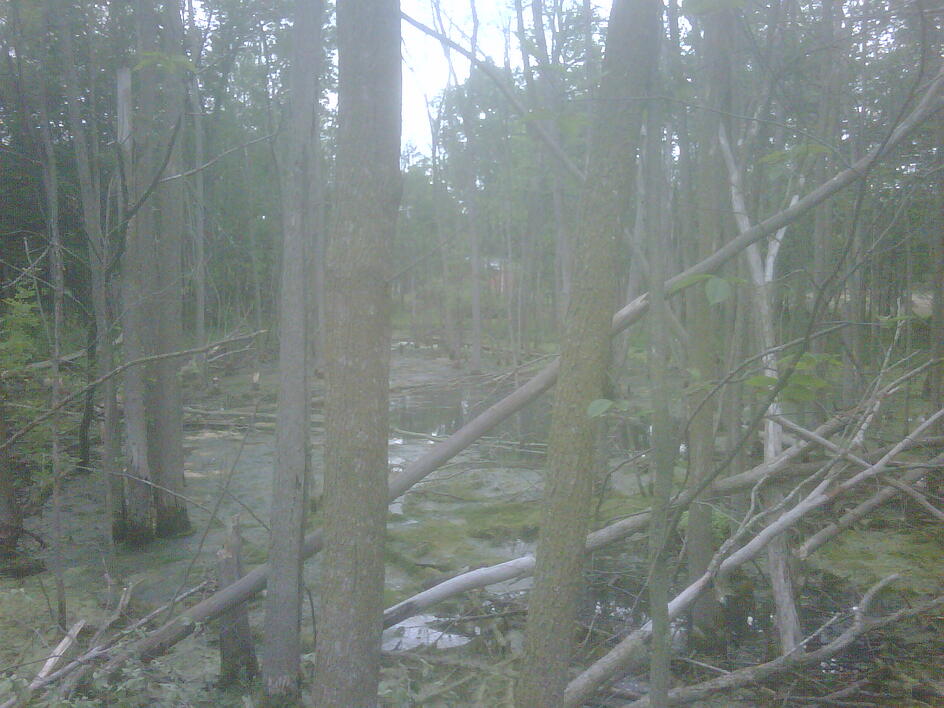 C  Users Scott Pictures ponds a ponds 2011 ann arbor mikee pond 1 ann arbor pond 1 (41)