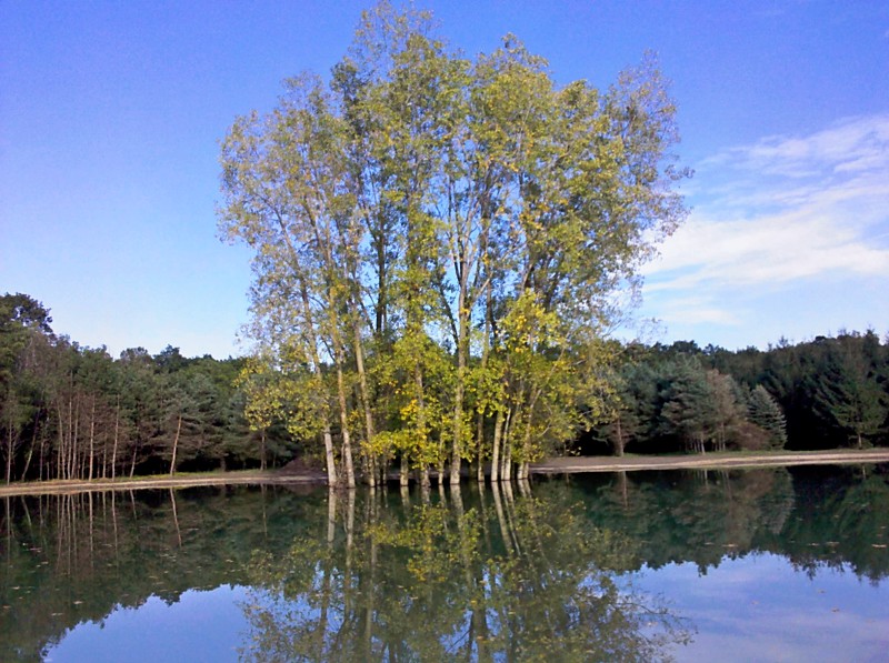 C  Users Scott Pictures ponds a ponds 2011 ann arbor mikee pond 2 Ann Arbor Mikee pond 2  (10)