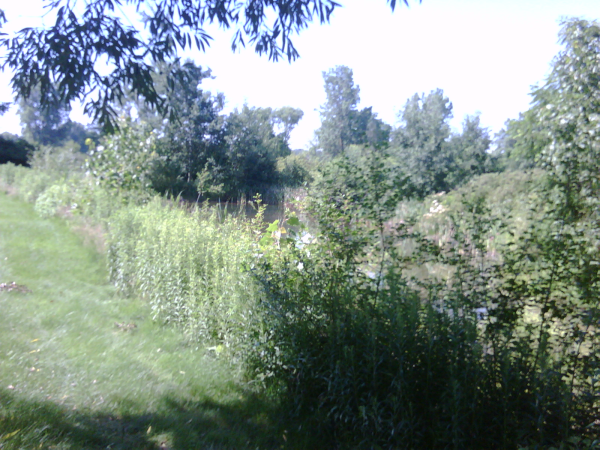 saline N retention pond maintenance (5) resized 600