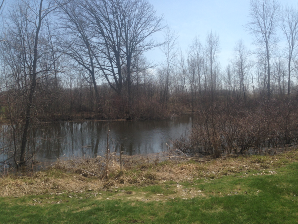 Ann Arbor, MI pond restoration  (4) resized 600