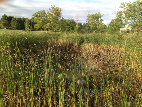 Clio, Michigan N Cattail removal Michigan Genesee County (4) resized 600