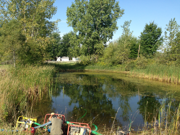 Ottisville, Michigan Removing pond weeds pond care (7) resized 600