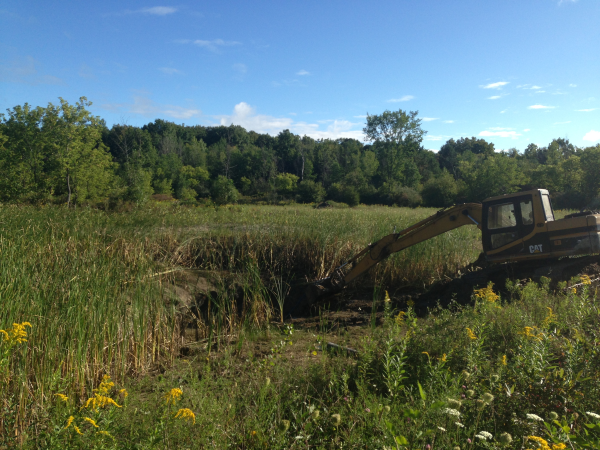 Clio, Michigan N Cattail removal Michigan Genesee County resized 600