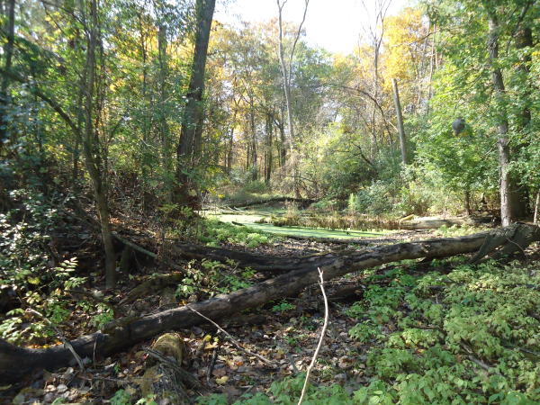 South Lyon, Michigan pond restoration pond repair pond dredging (20) resized 600