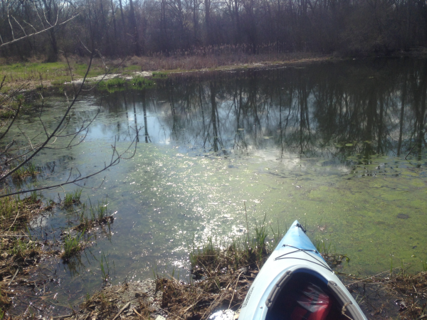 Here is pond with a small creek that runs through it. The creek brings lots of sediments into the pond.