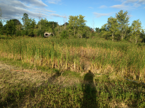 dredge cattails