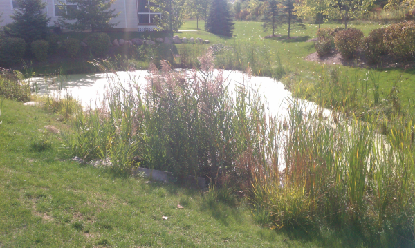 Michigan pond management Dexter, MI