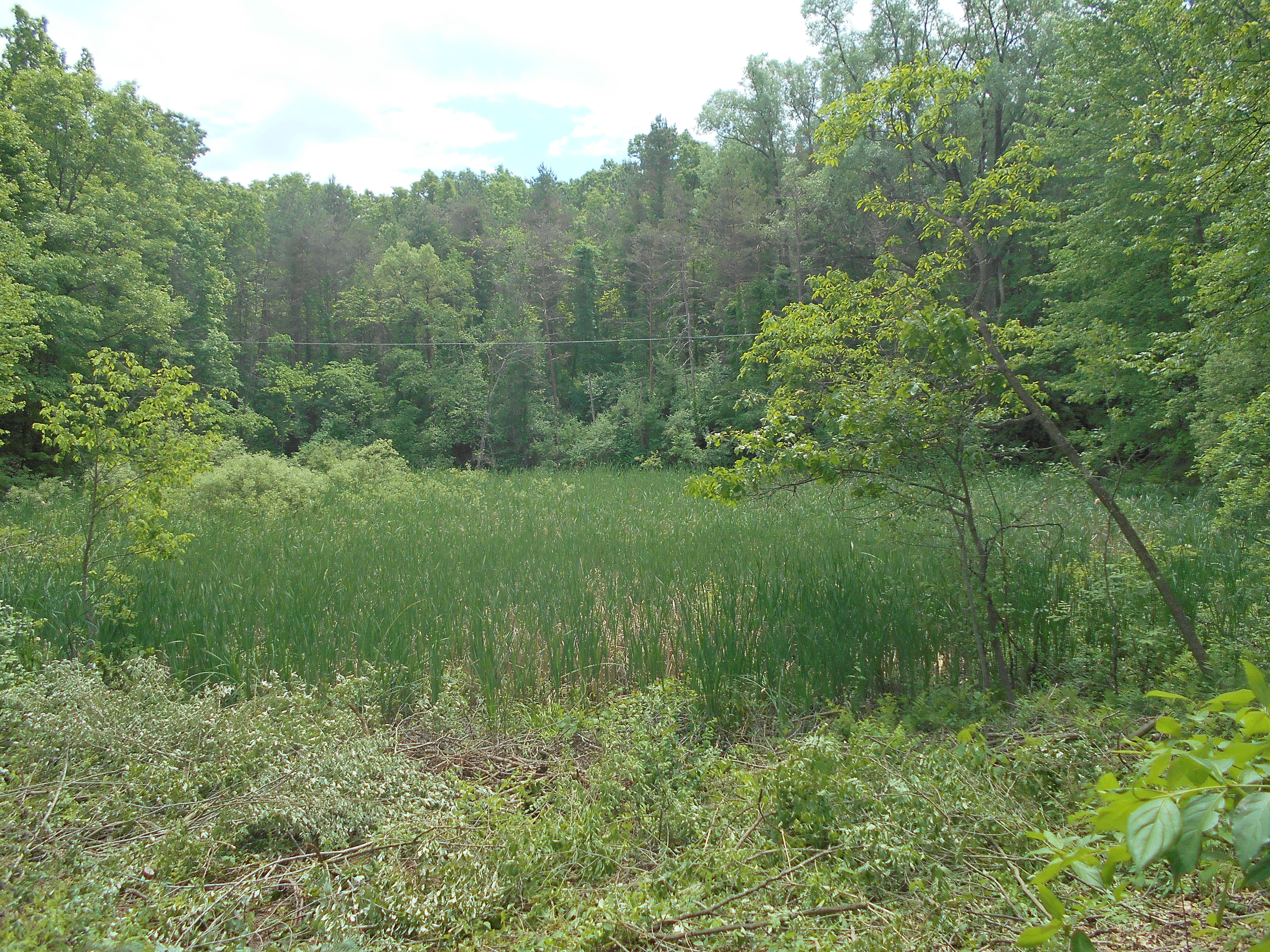 Ada, MI clean out swamp new pond (12) (N)