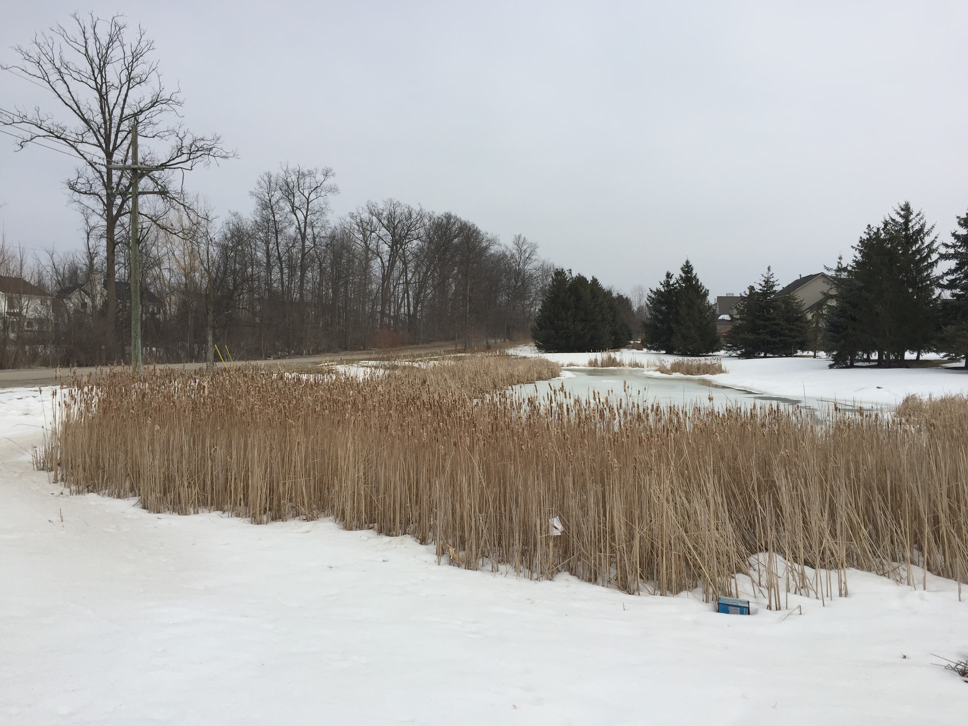 Ann Arbor, Mi Hoa clean out (2).jpg