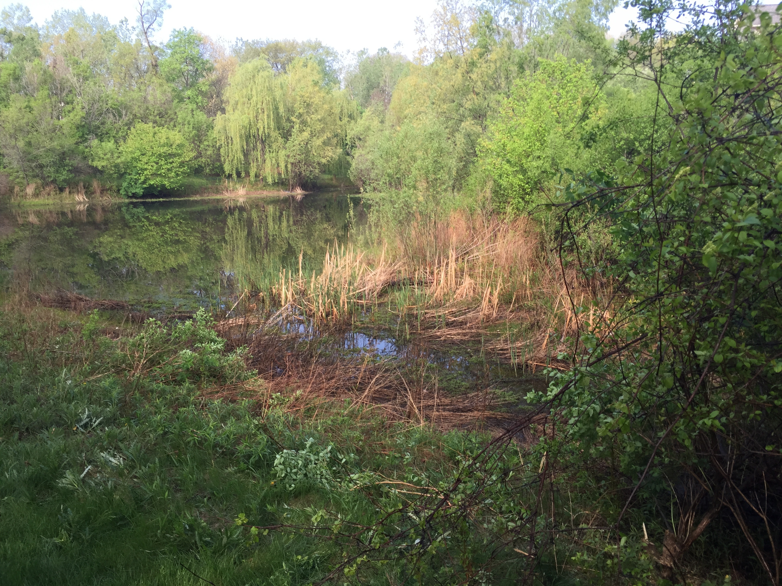 Ann Arbor, Michigan retention basin pond fix (84)-1.jpg