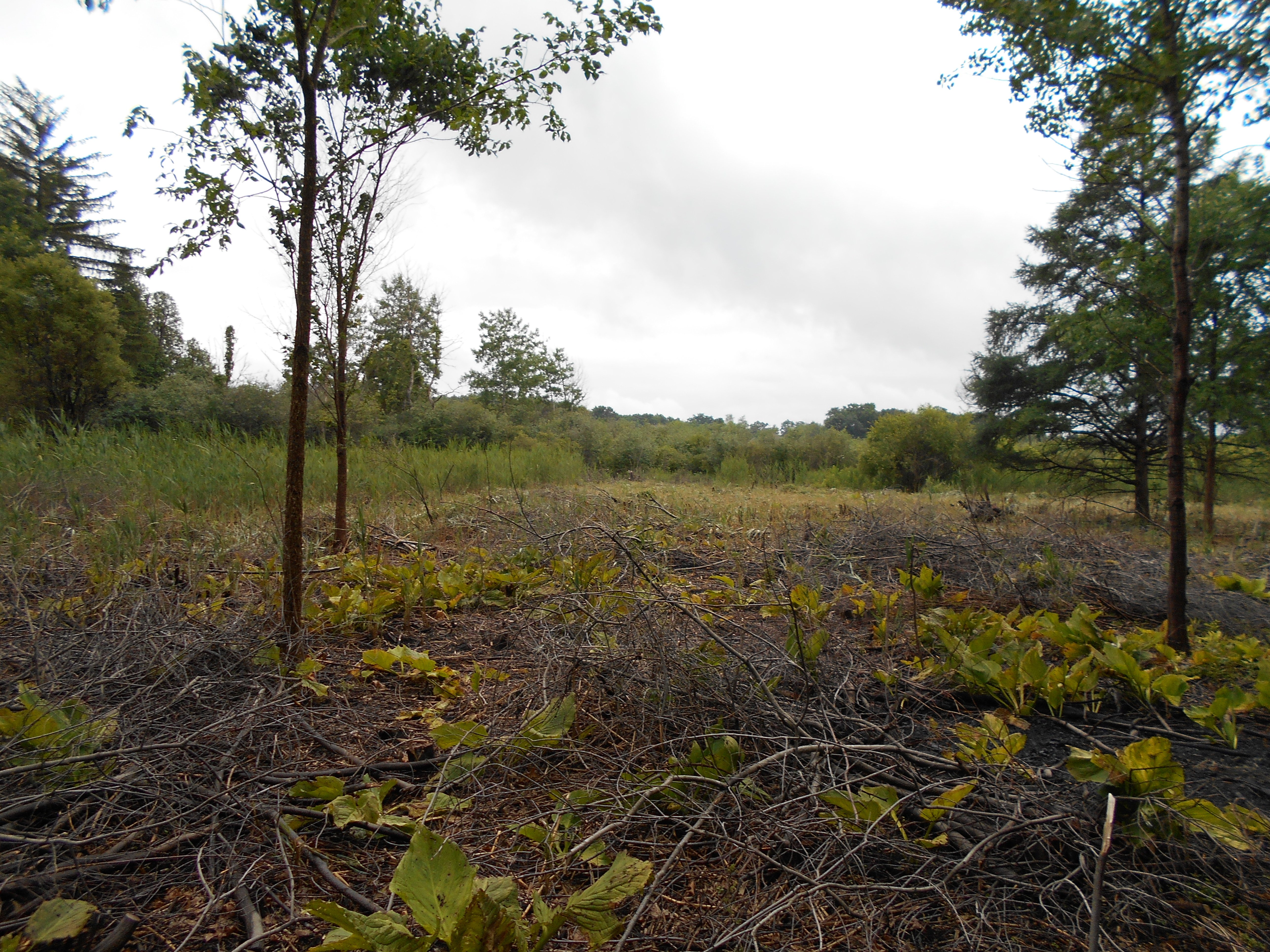 Brighton, MI New pond swamp (1)
