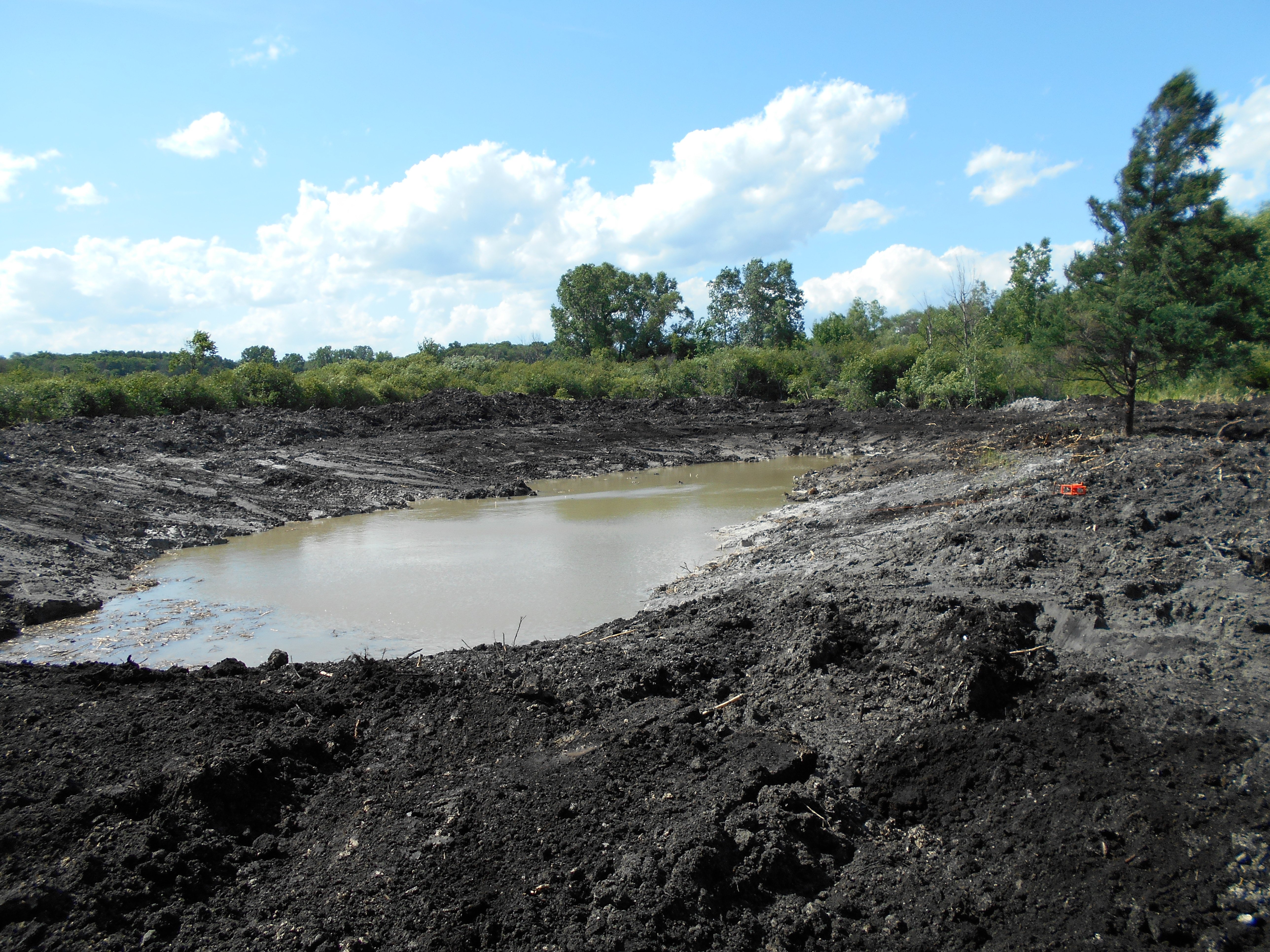 Brighton, MI New pond swamp (15)