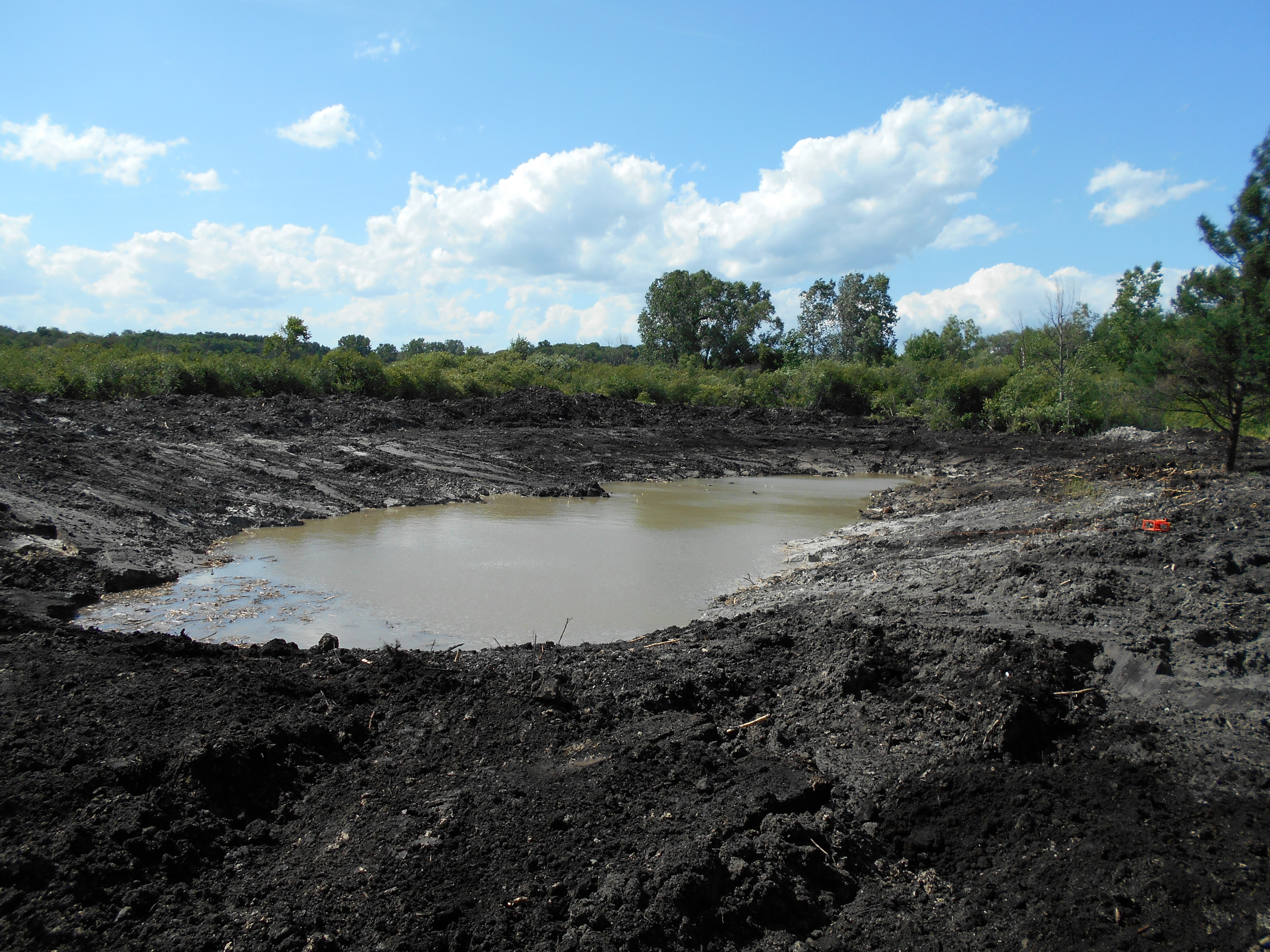 Brighton, MI New pond swamp (16)