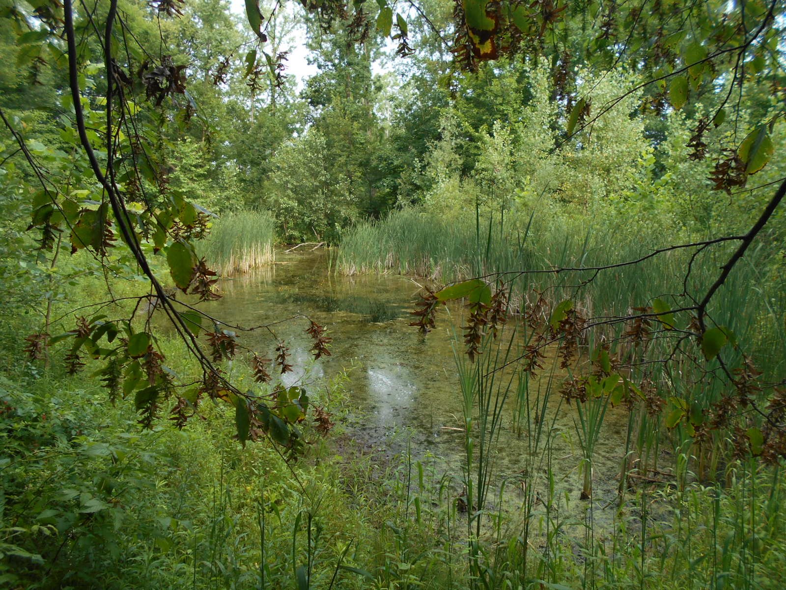 Dimondale Mi clean out (2)