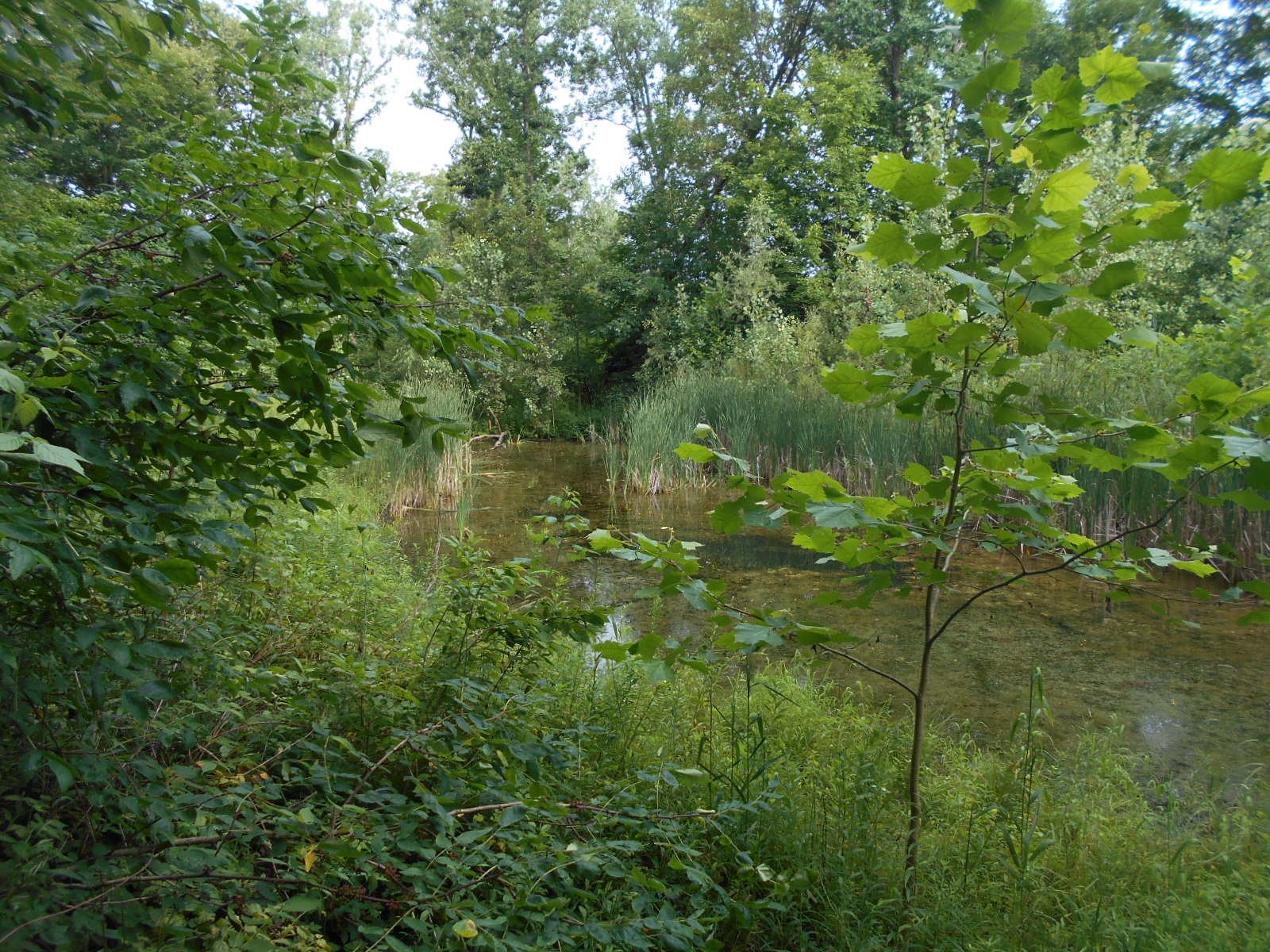 Dimondale Mi clean out (4)