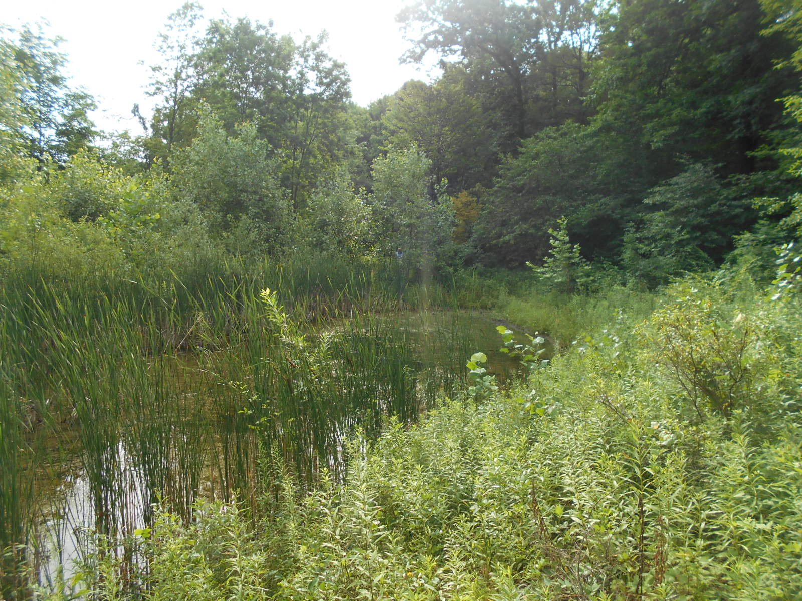 Dimondale Mi clean out (8)