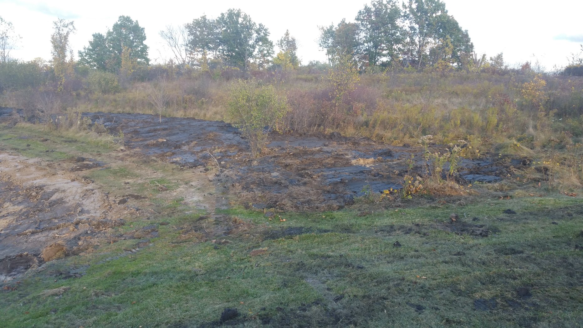 Grand Blanc, Michigan Cattail  Phragmites Remediation Weed Removal (9)