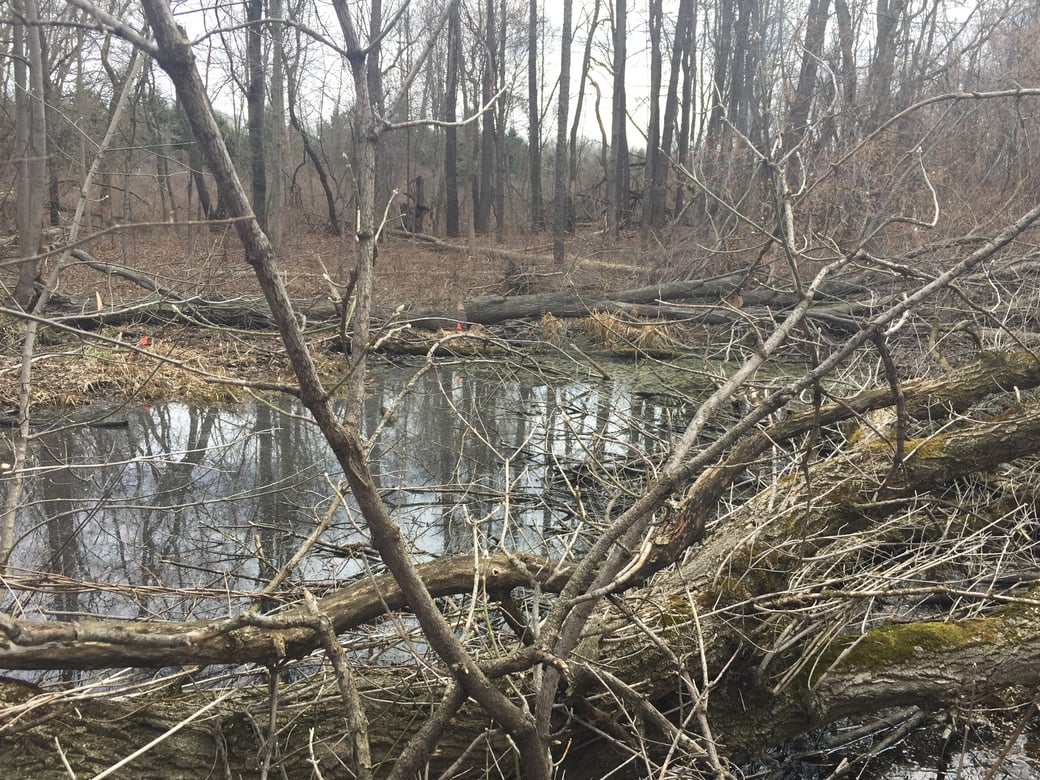 Howell, Michigan Weed removal Aquitic weed control (4)