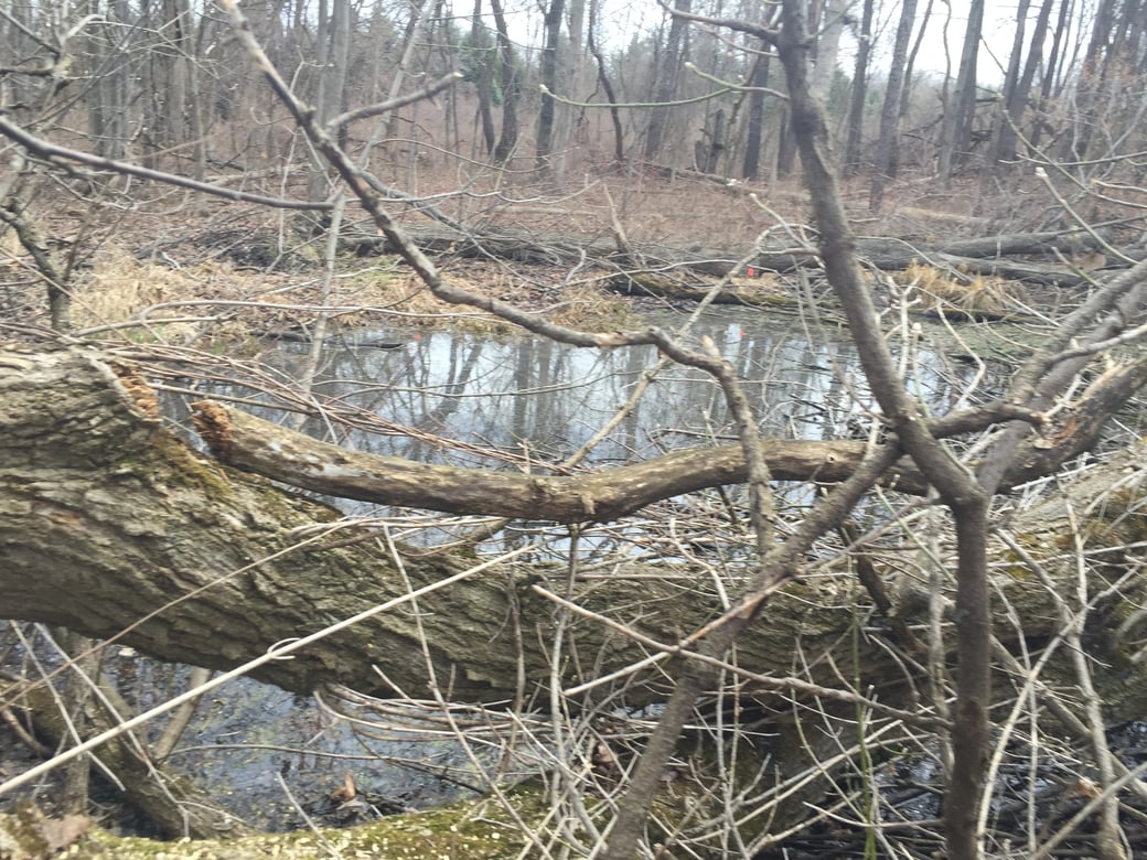 Howell, Michigan Weed removal Aquitic weed control (7)