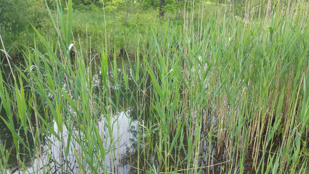 Millington, Michigan Back Yard pond Michigan  (32)