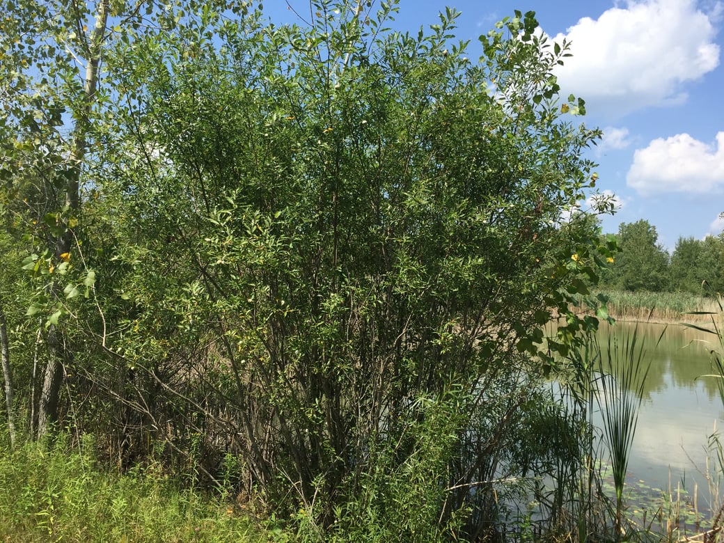Wyoming, Michigan made pond bigger (Montrose) (N) (22)