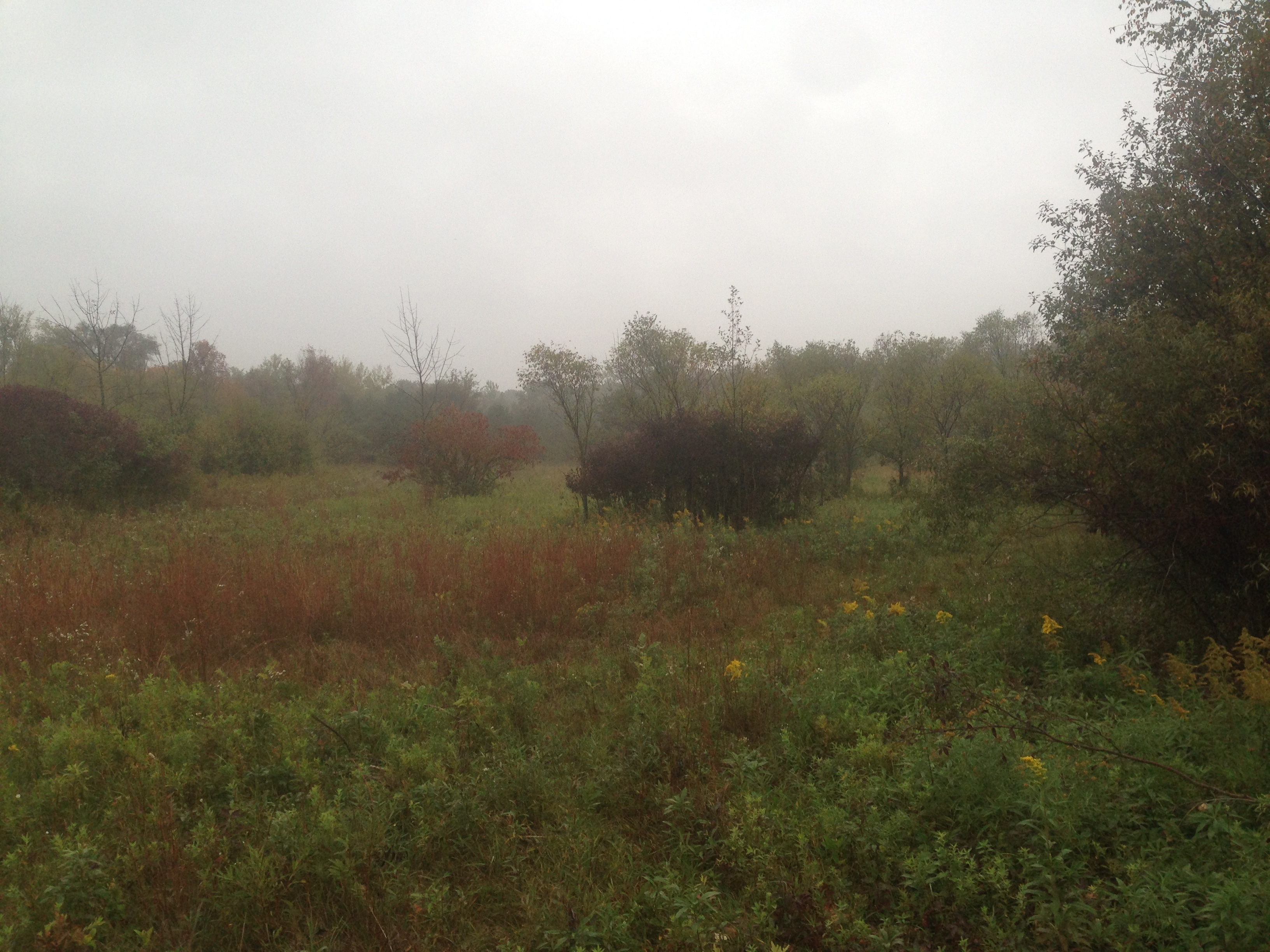 Backyard_pond_construction_Michigan_.jpg