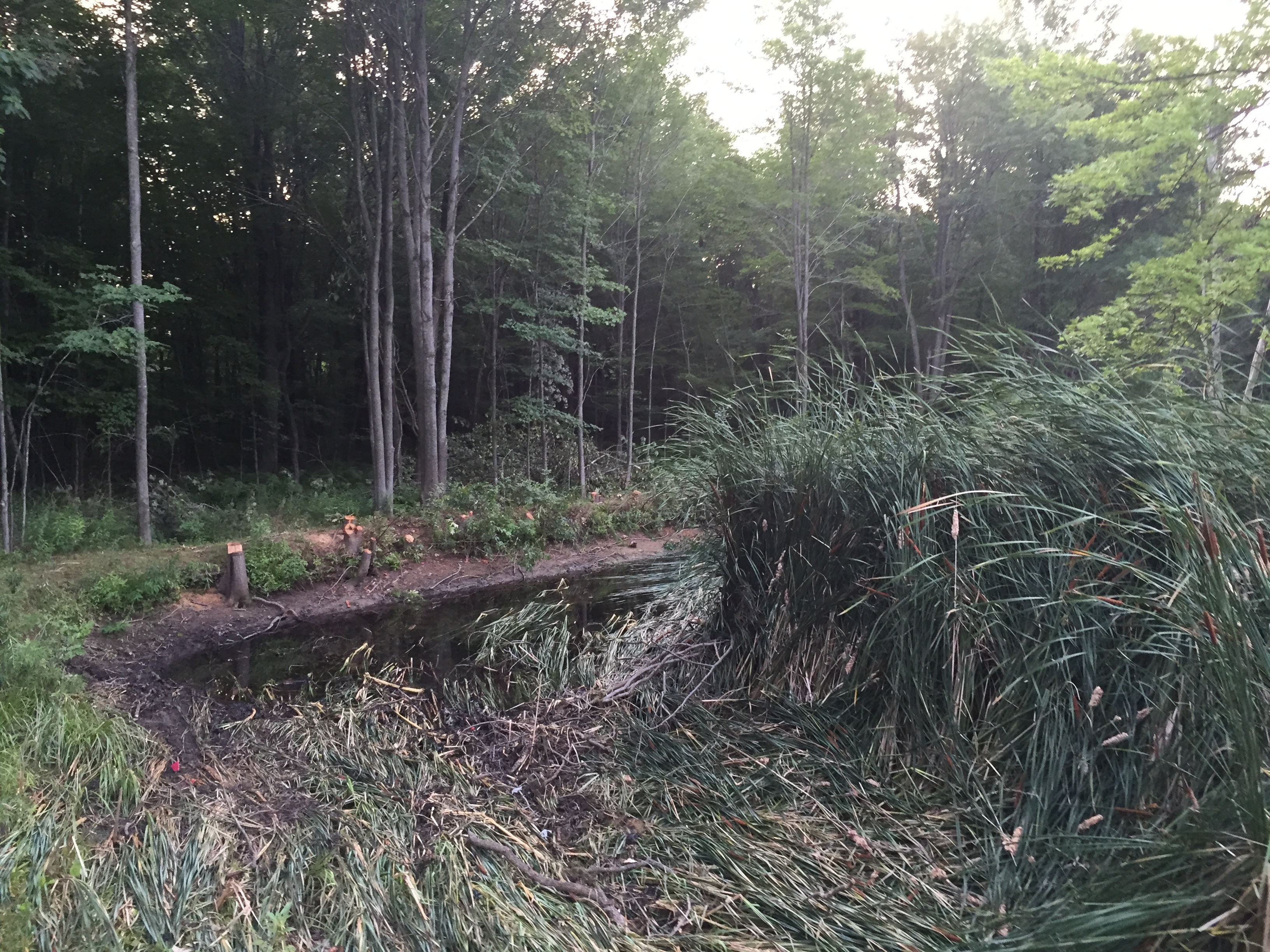 Chesaning, MI Pond clean-out (3).jpg