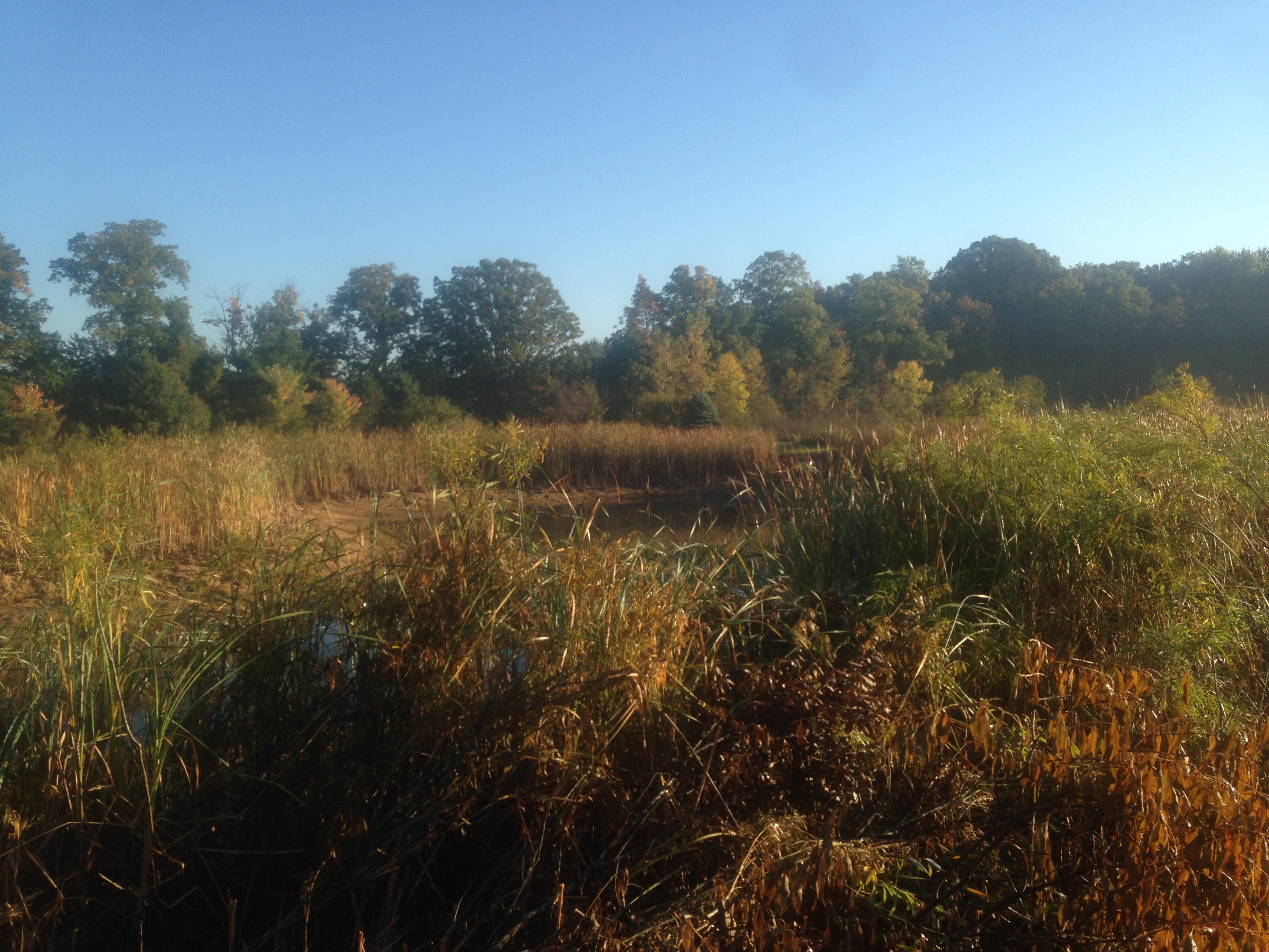 Pond_renovation_Abandoned_pond_Michigan_4.jpg