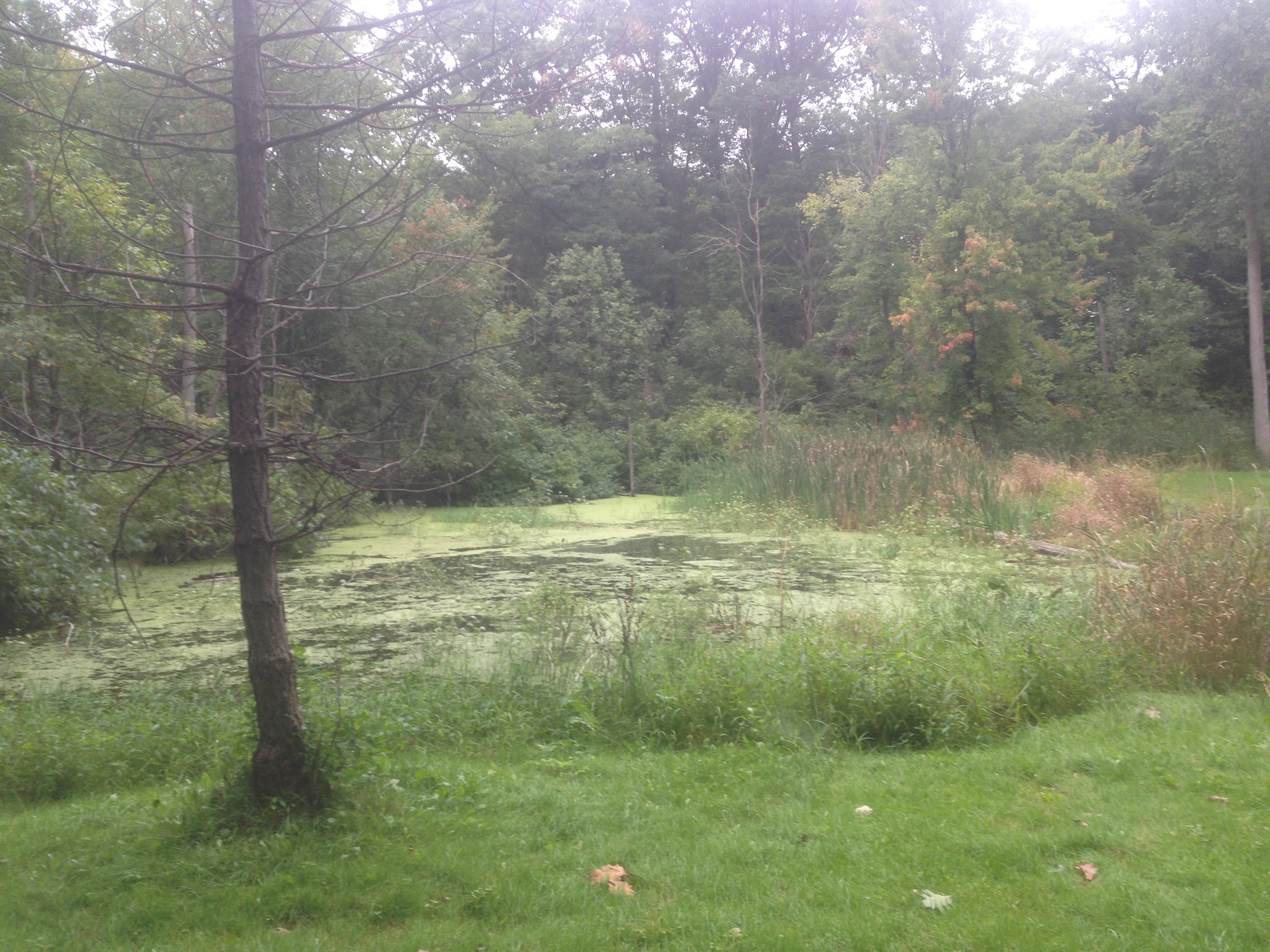 Pond_restoration_Novi_Michigan__36.jpg