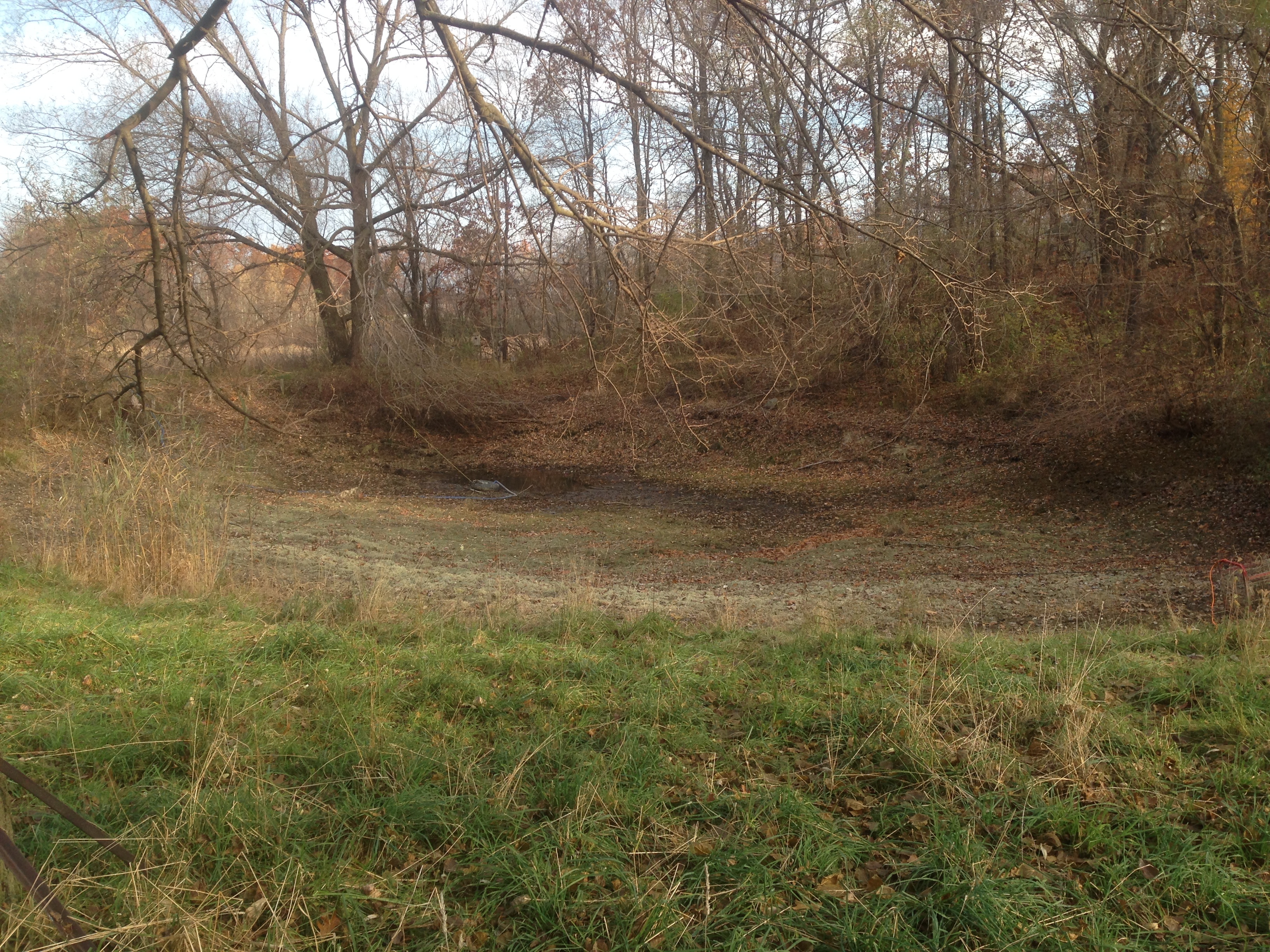 Pond_silted_in_dug_out_Metamora_Michigan_7.jpg