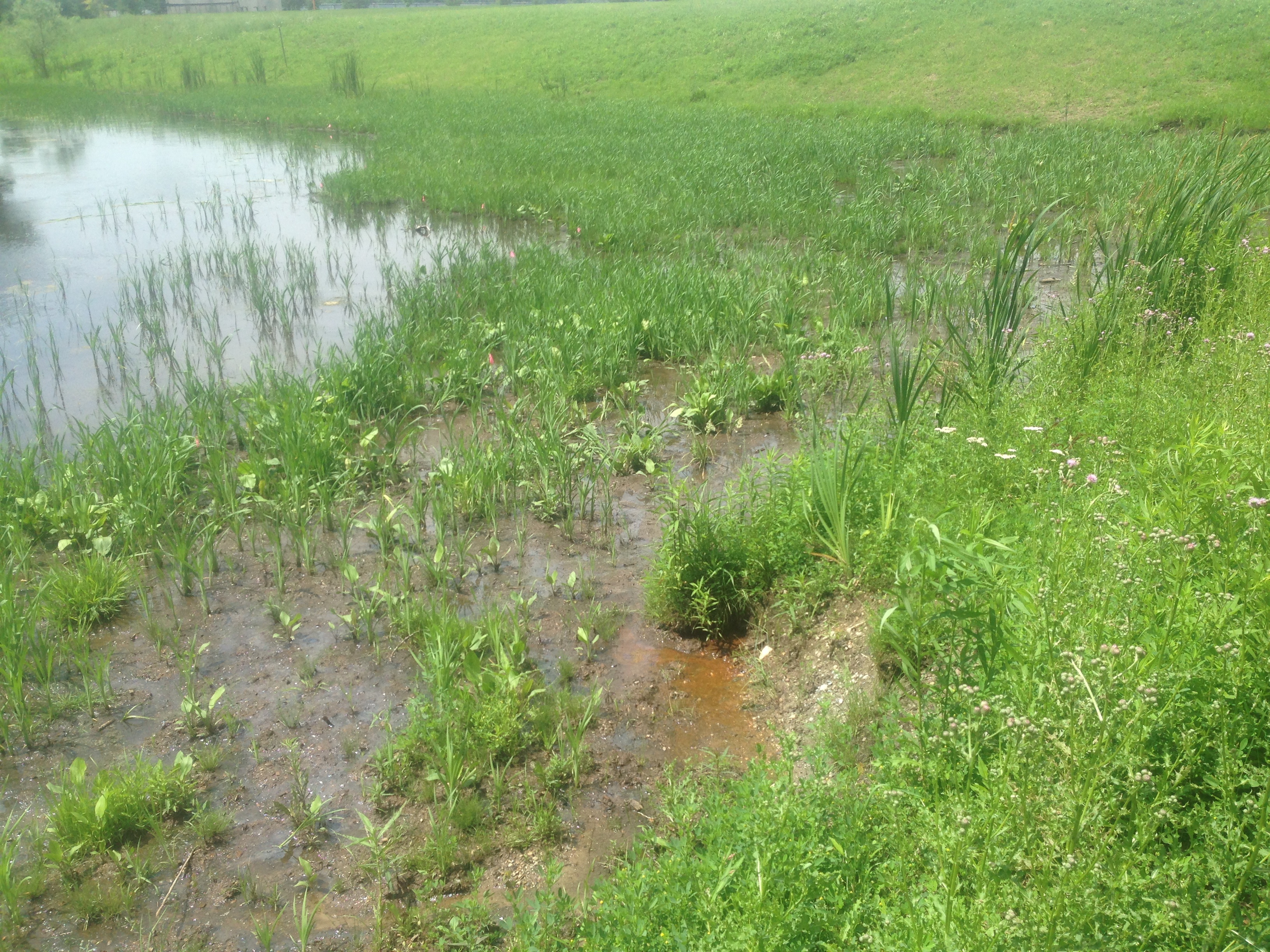 Wetland_Mitigation_Michigan_Hartland_Michigan_13-1.jpg