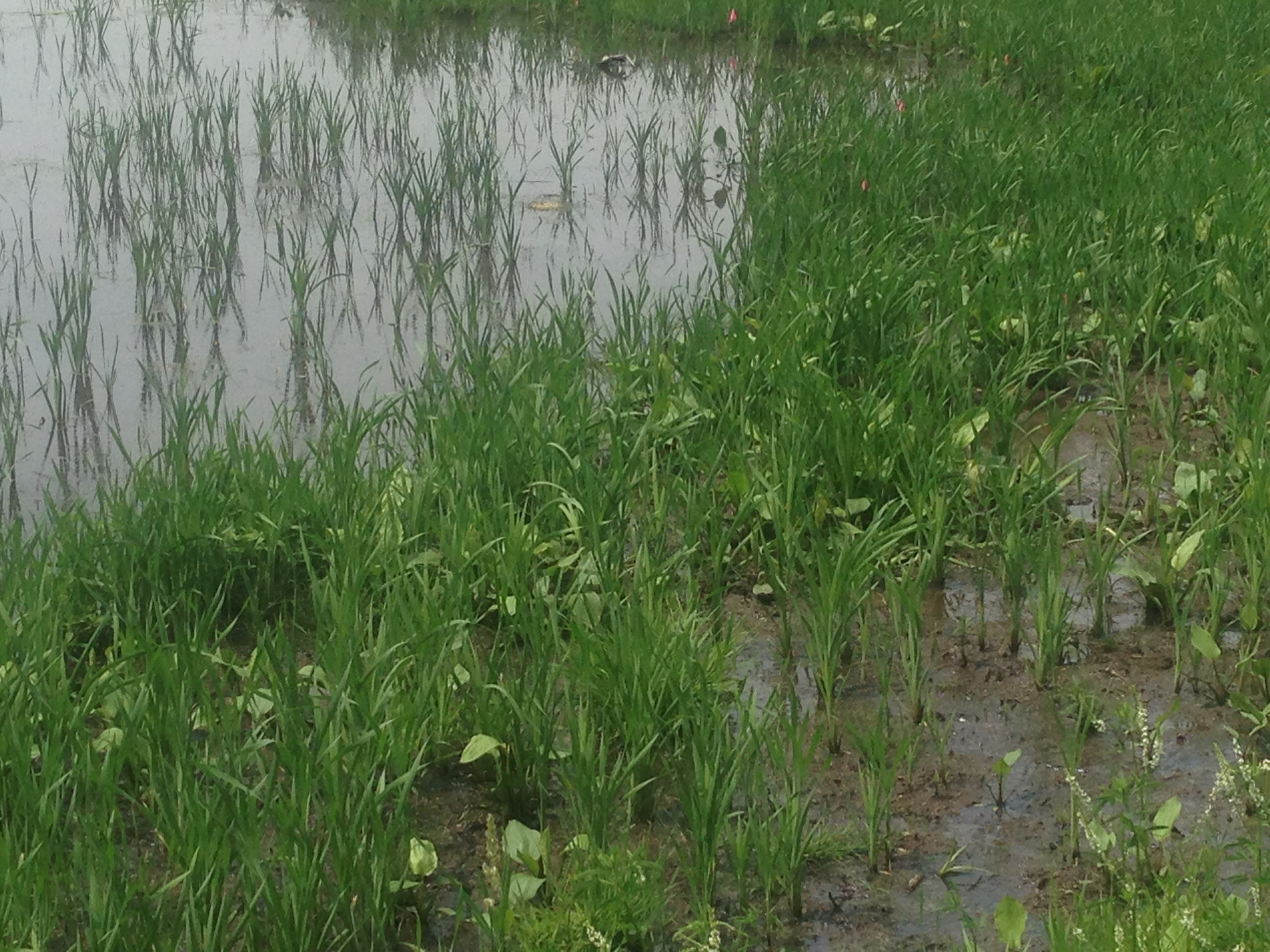 Wetland_Mitigation_Michigan_Hartland_Michigan_19-1.jpg