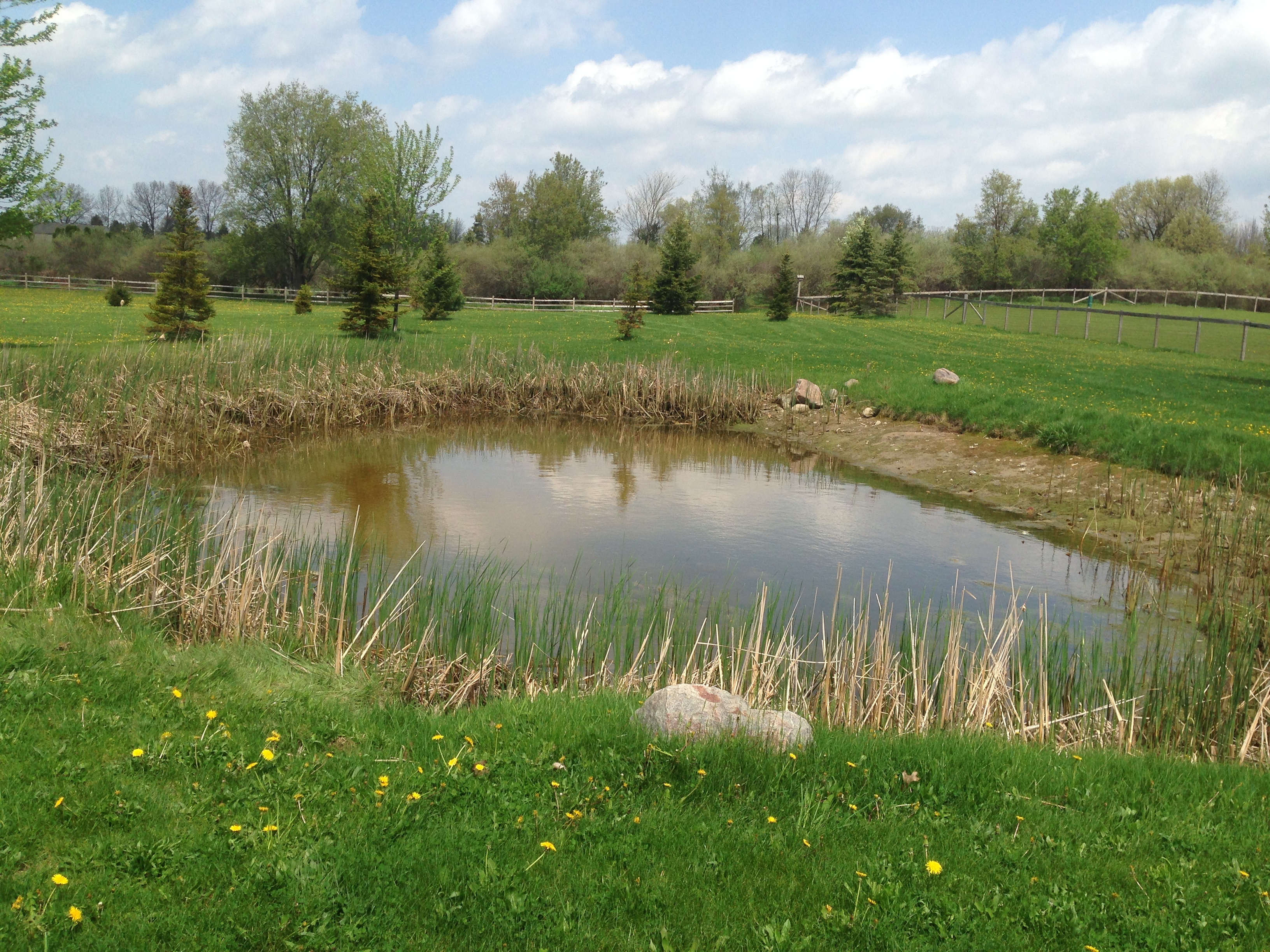 _Backyard_pond_bank_stabilization_Michigan_Howell.jpg